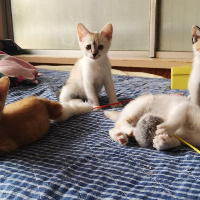 保護シェルターのお手伝い募集