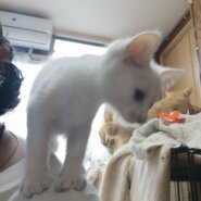 純白な子猫王子