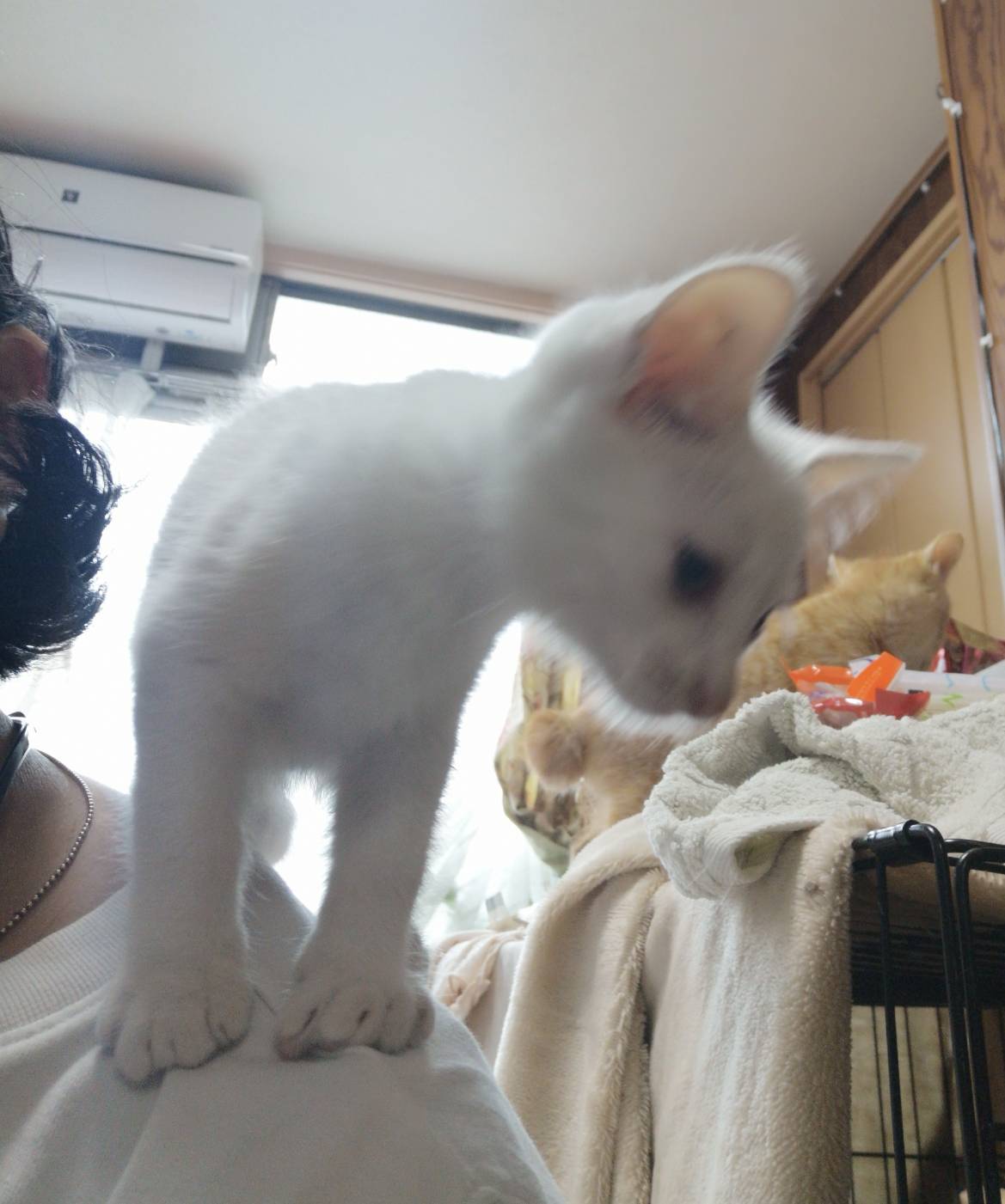 純白な子猫王子