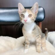 美人なミケ3か月7/23.24.25譲渡会