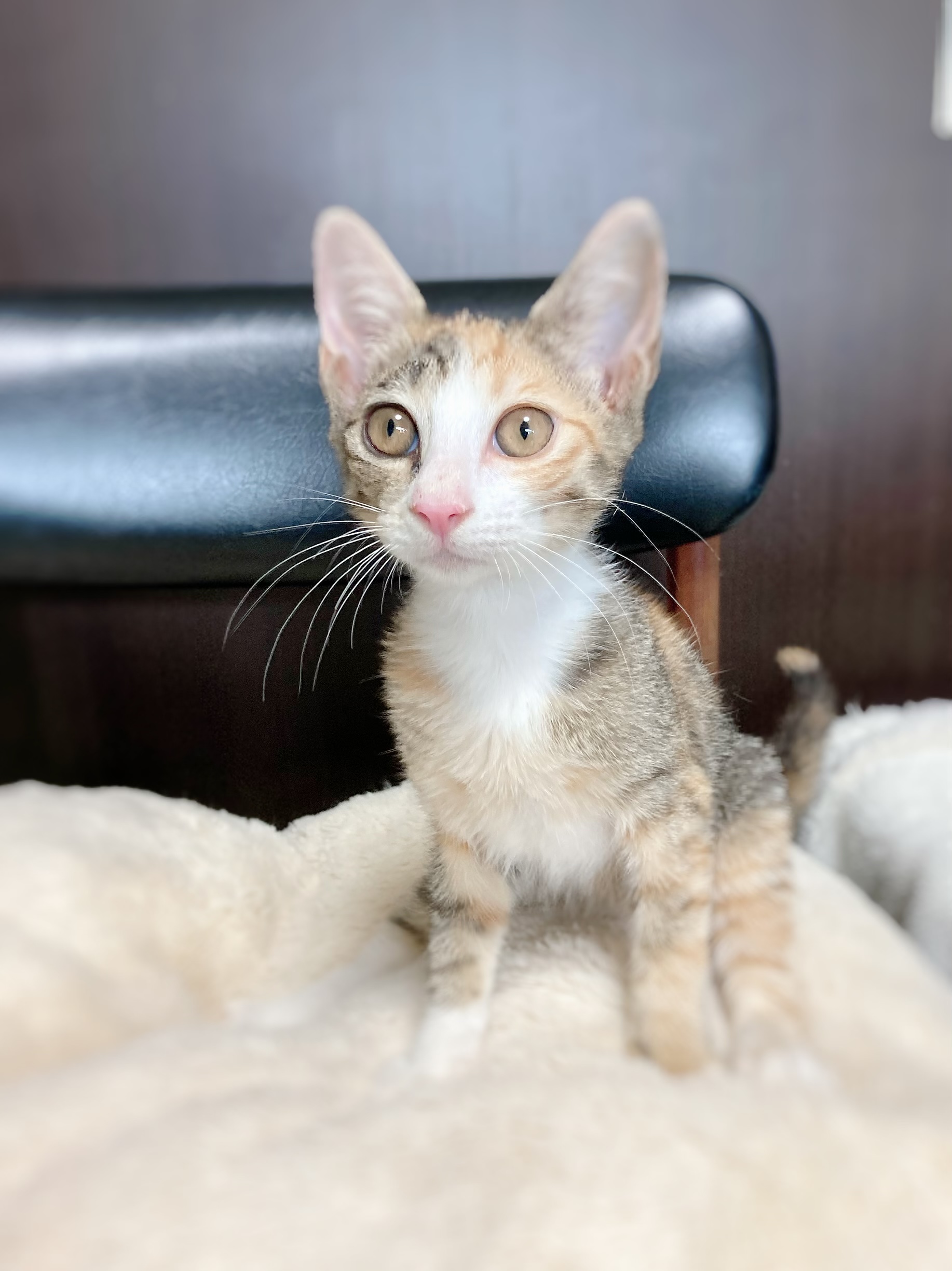 美人なミケ3か月7/23.24.25譲渡会