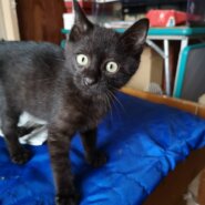 ダーク・グレーの元気くん