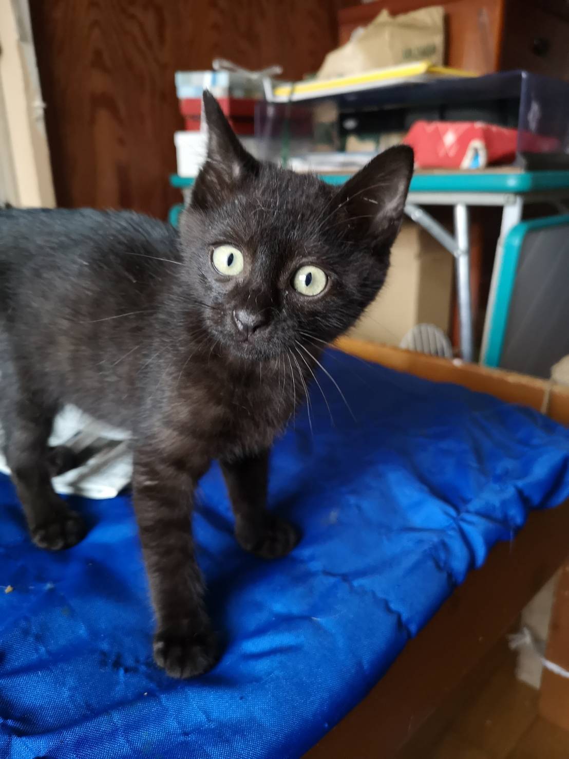 ダーク・グレーの元気くん