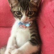 お母さんと4頭の子猫を保護ました。生後2ヶ月子猫