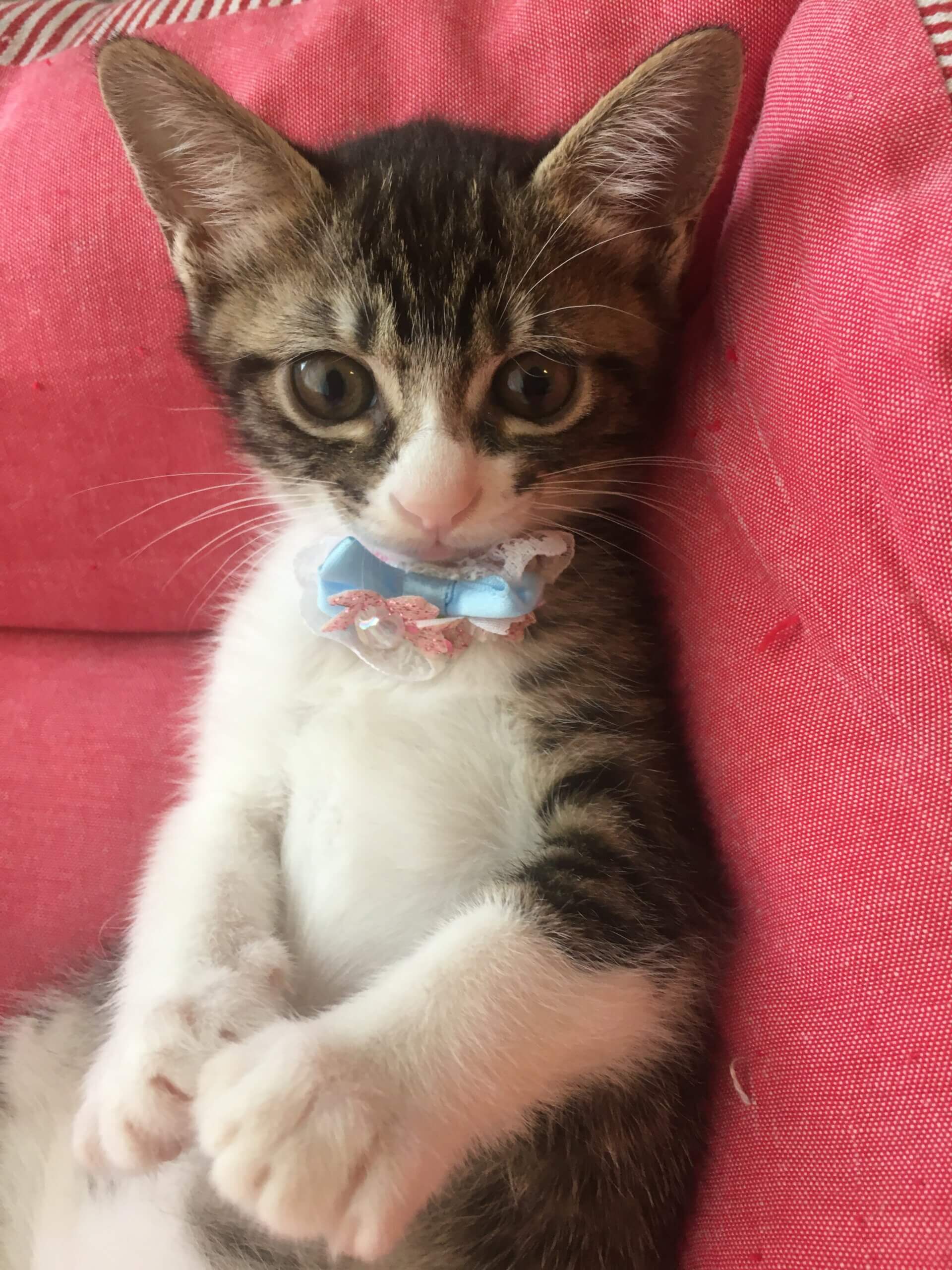 お母さんと4頭の子猫を保護ました。生後2ヶ月子猫