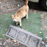 妊婦猫を預かって乳離れするまで預かれる方募集