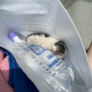 ミルクあげて頂ける方