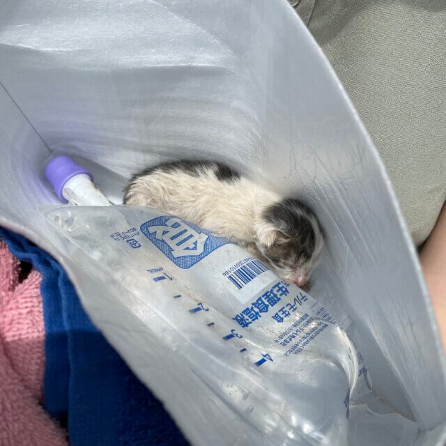 ミルクあげて頂ける方