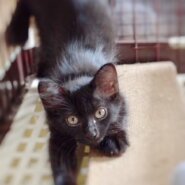 可愛い黒仔猫（7/23.24.25面会可能）