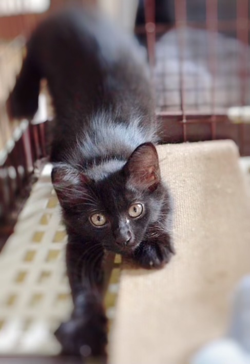 可愛い黒仔猫（7/23.24.25面会可能）