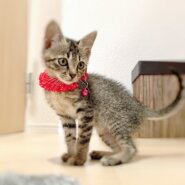 小柄な女の子（7/23.24.25面談会）