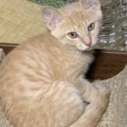 まっすぐ尻尾の茶トラの男の子