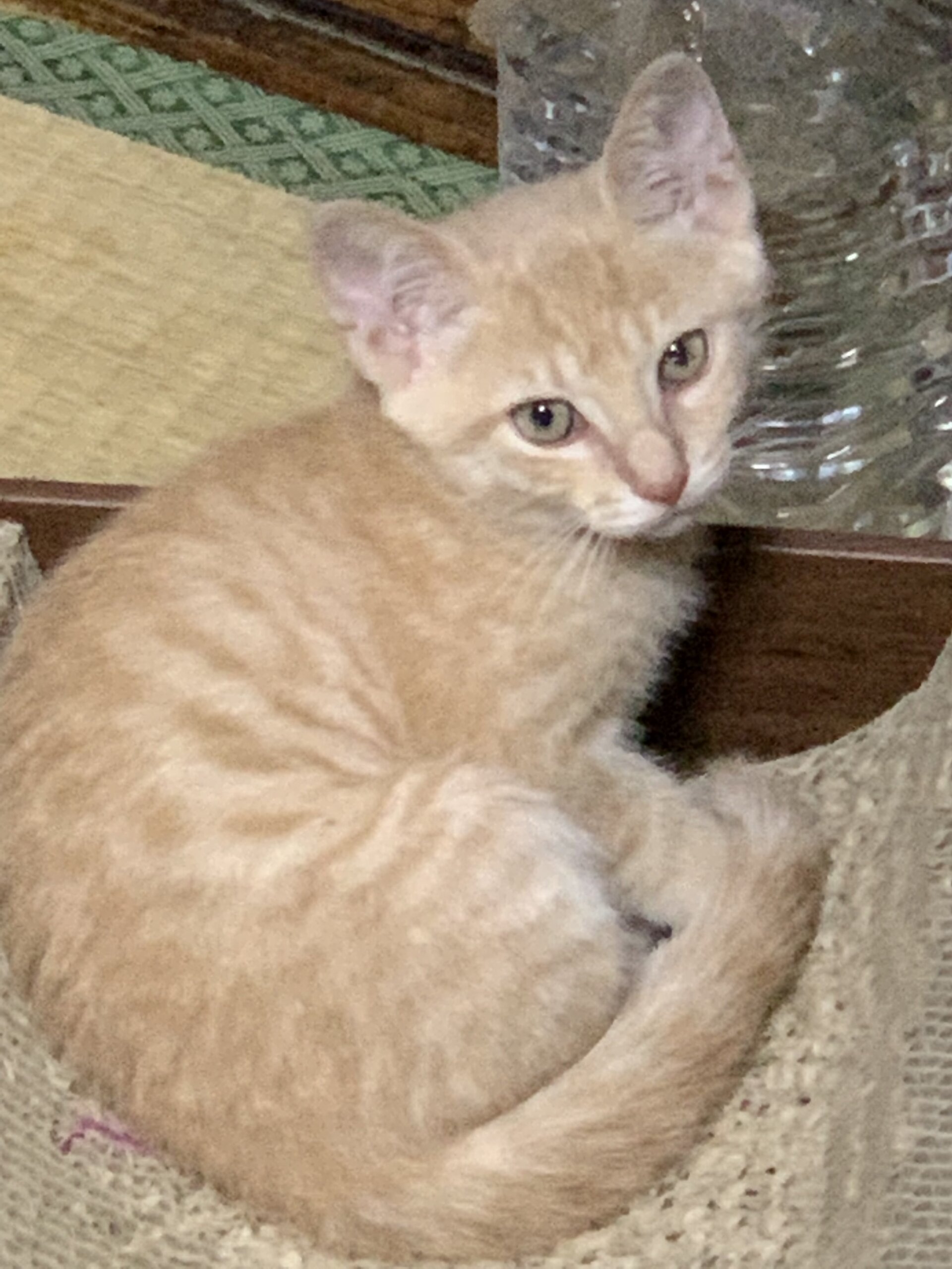 まっすぐ尻尾の茶トラの男の子