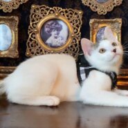 すあまちゃん里親決定(∩´∀`∩)💕