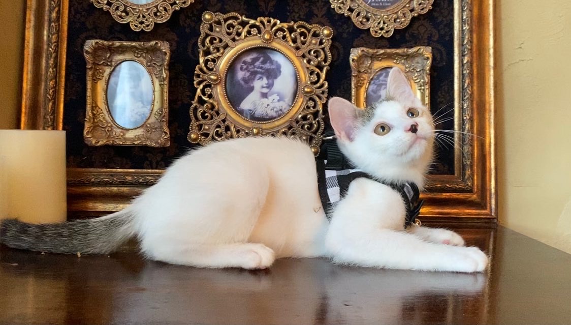 すあまちゃん里親決定(∩´∀`∩)💕