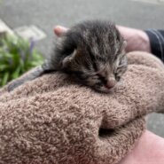 至急！ミルクボランティアさん探しています！