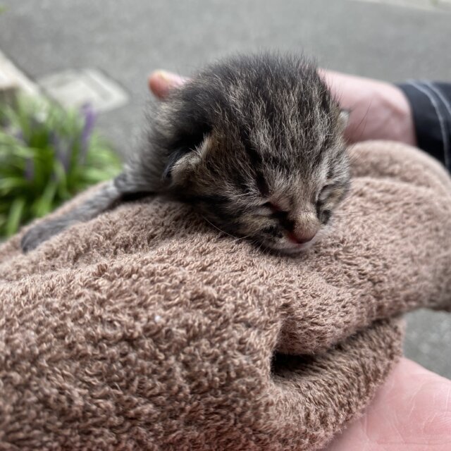 至急！ミルクボランティアさん探しています！