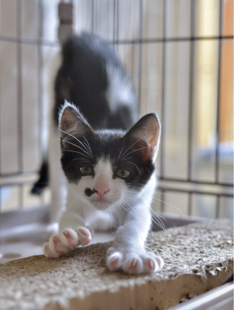 可愛い鼻ふうせん（7/23.24.25面会可能）