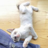 可愛いシャム系（7/23.24.25面会可能）