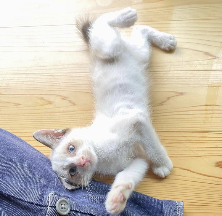 可愛いシャム系（7/23.24.25面会可能）