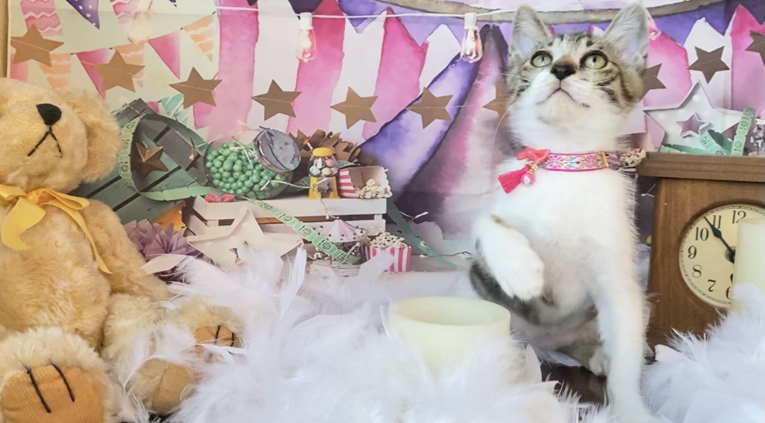 おはぎちゃん里親決定♡