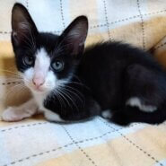 ハチワレ 生後約2ヶ月 女の子