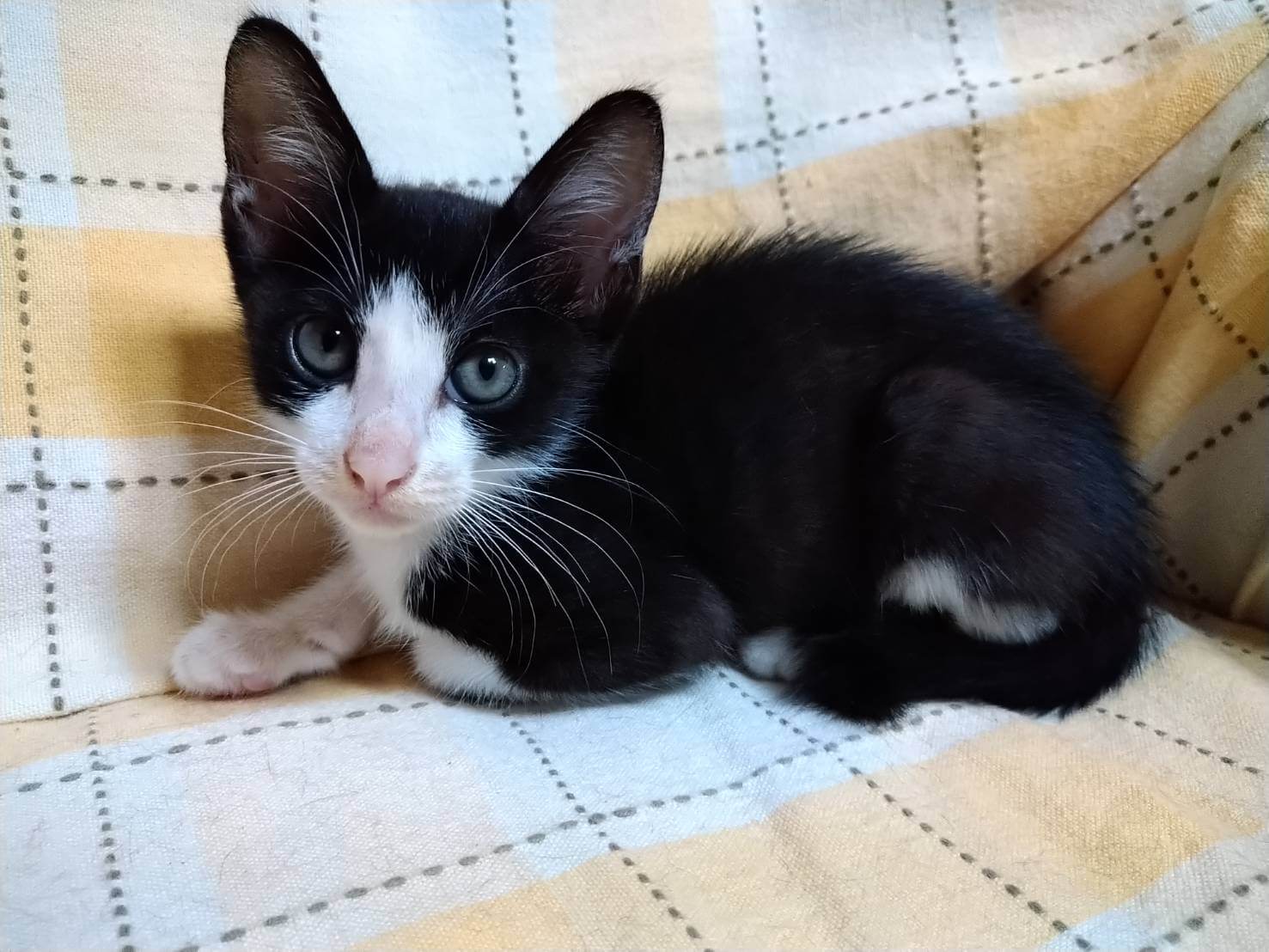 ハチワレ 生後約2ヶ月 女の子