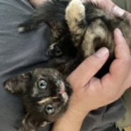 生後7週前後の仔猫(女の子)