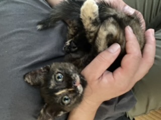 生後7週前後の仔猫(女の子)