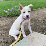 生後3ヶ月の子犬(仮名マコちゃん)