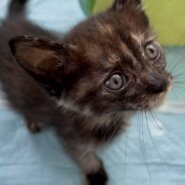 生まれて1ヶ月の子猫