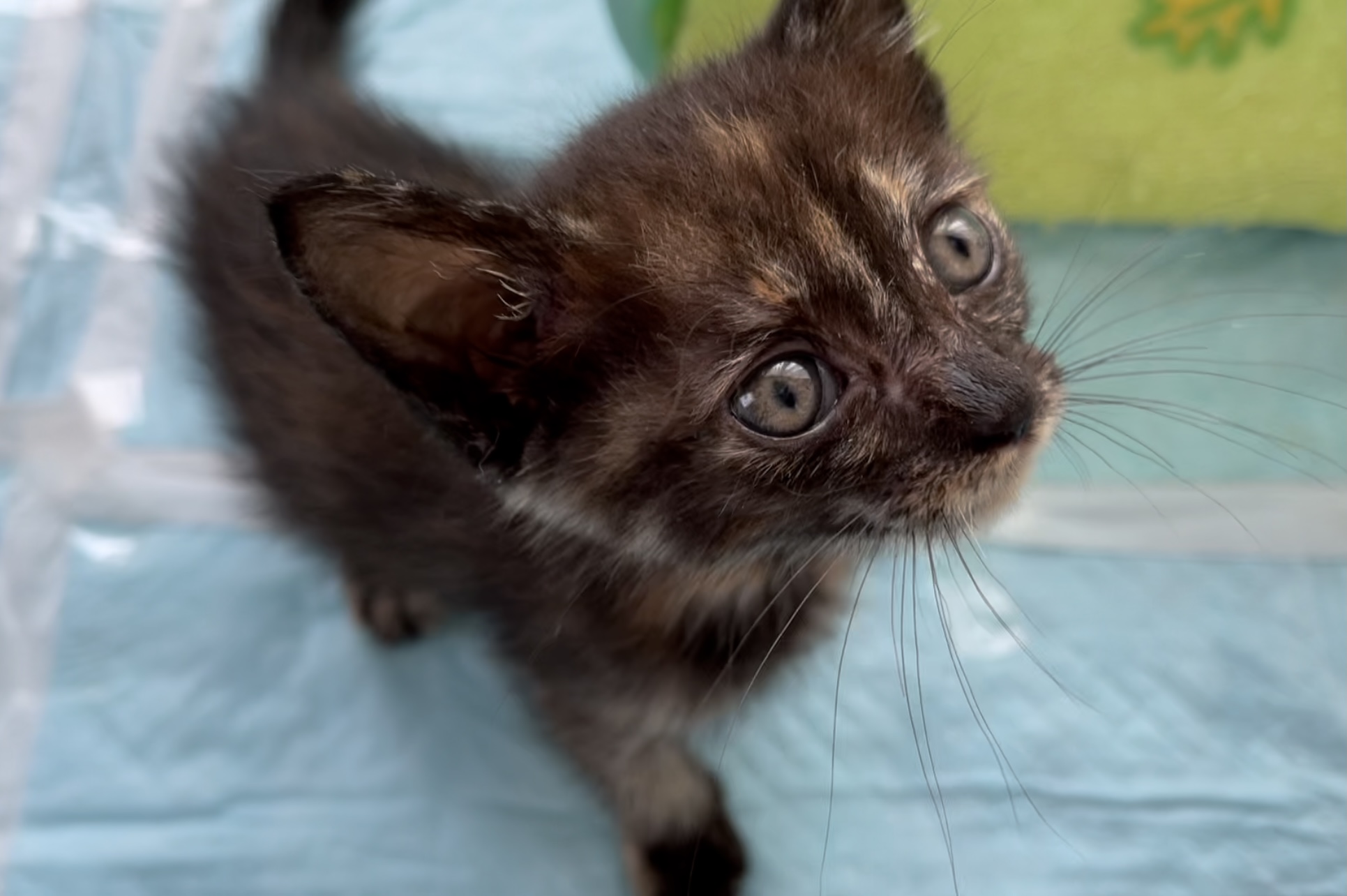 生まれて1ヶ月の子猫