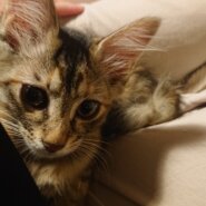 ※おうち決定※2021/04/03産まれの女の子