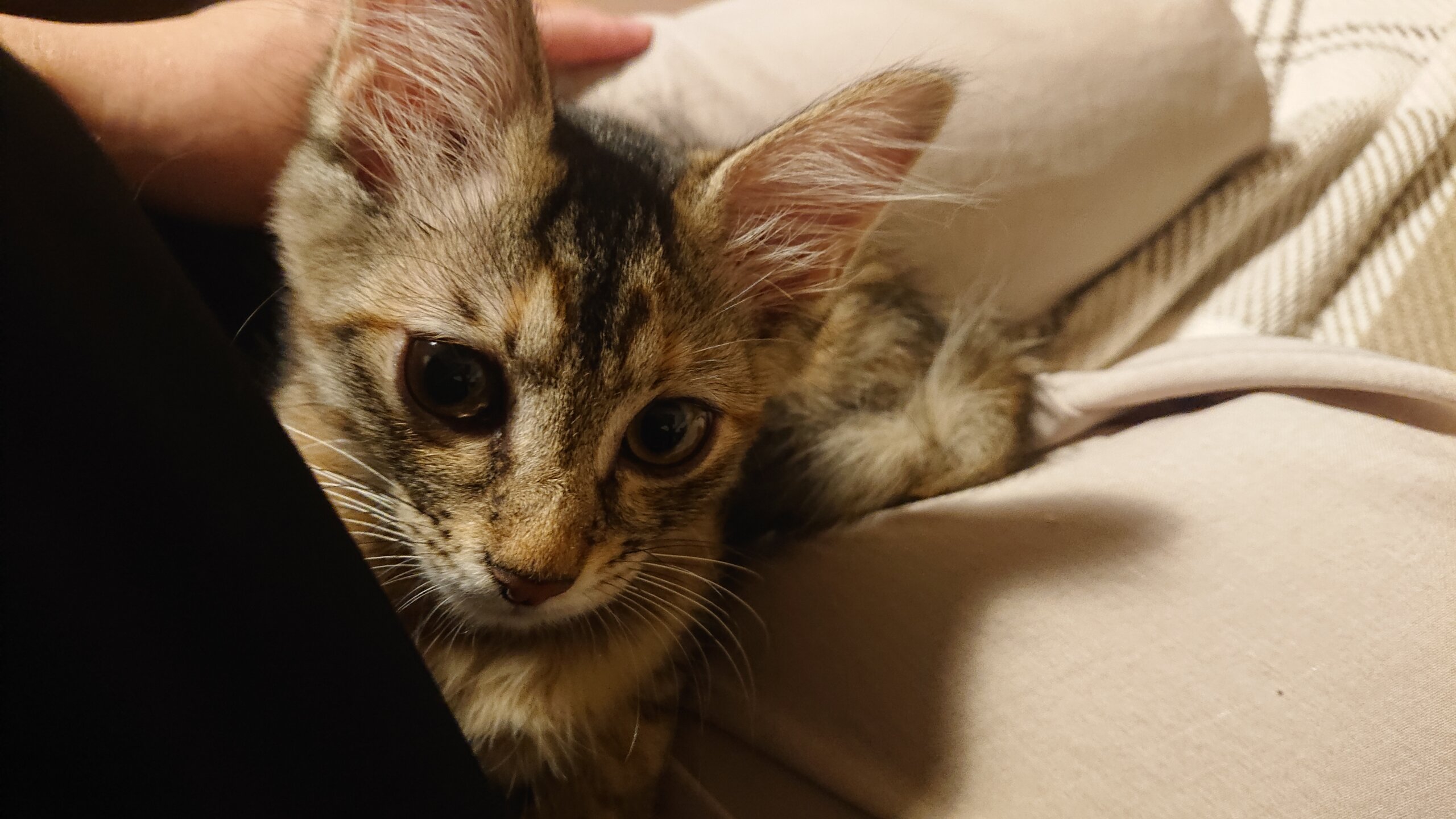 ※おうち決定※2021/04/03産まれの女の子