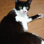 2年で9匹の子供を育てた若いお母さん猫です。