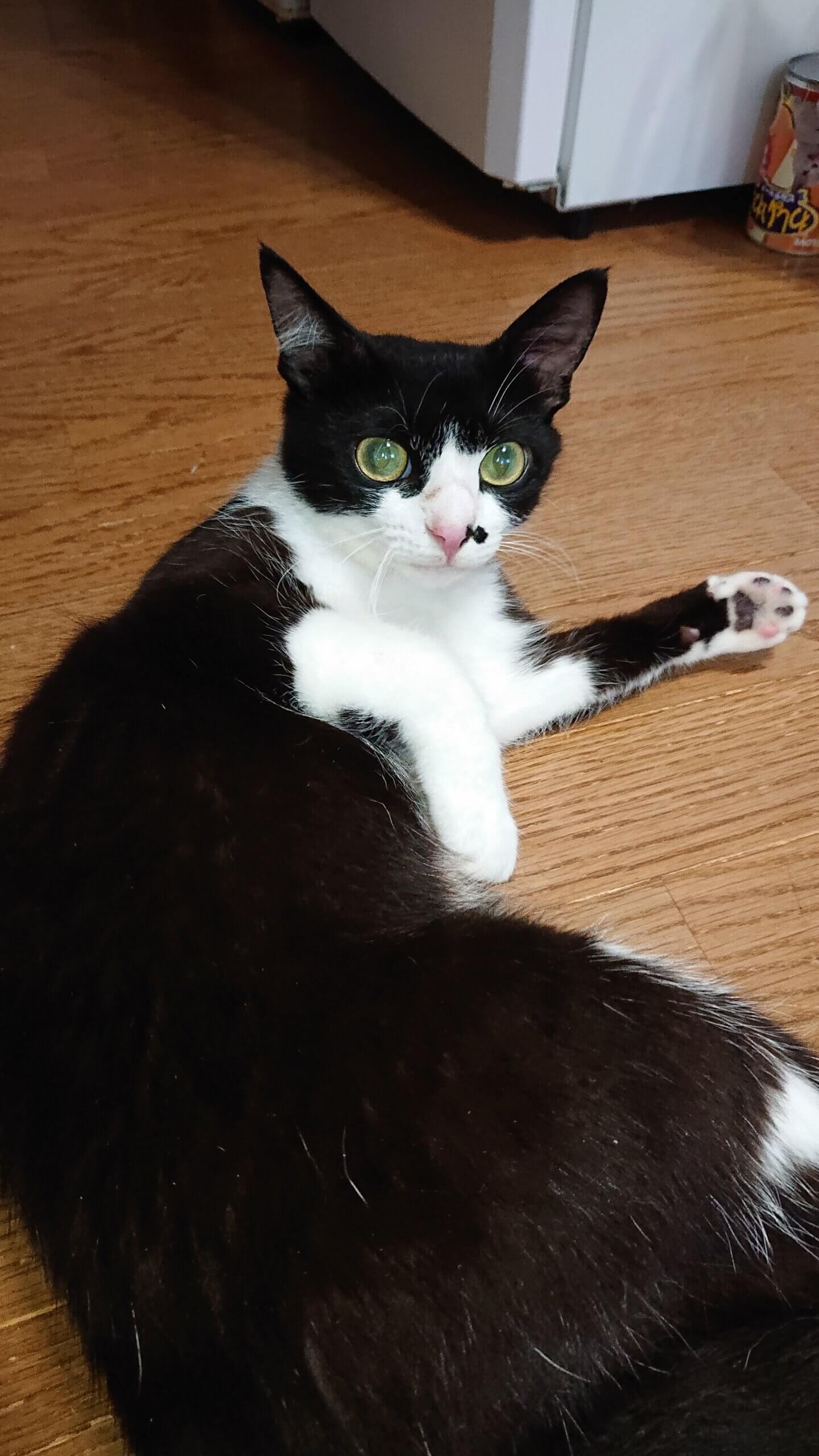 2年で9匹の子供を育てた若いお母さん猫です。