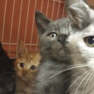 子猫だらけ！in瀬戸 ★子猫の譲渡会～ちーむ にゃいんず 2021年7月17日（土）開催