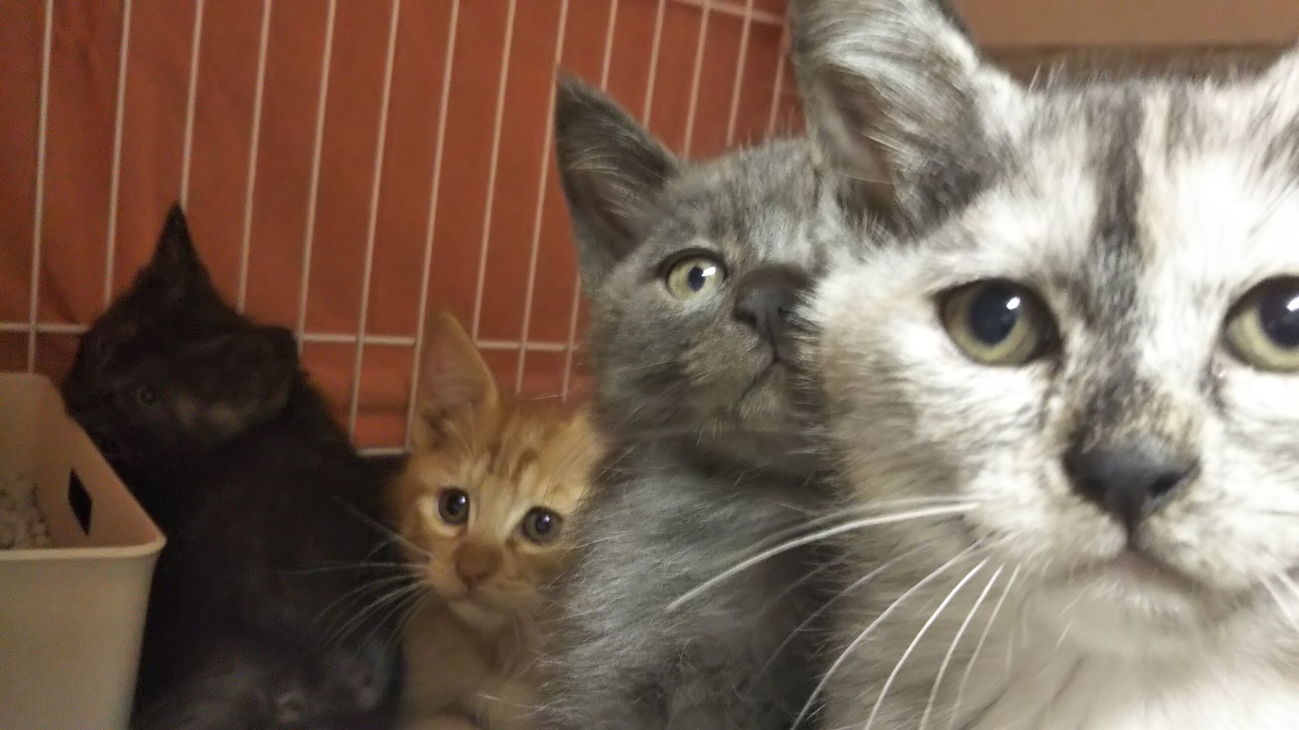 子猫だらけ！in瀬戸 ★子猫の譲渡会～ちーむ にゃいんず 2021年7月17日（土）開催