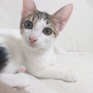 ※おうち決定※2021/04/03産まれの女の子