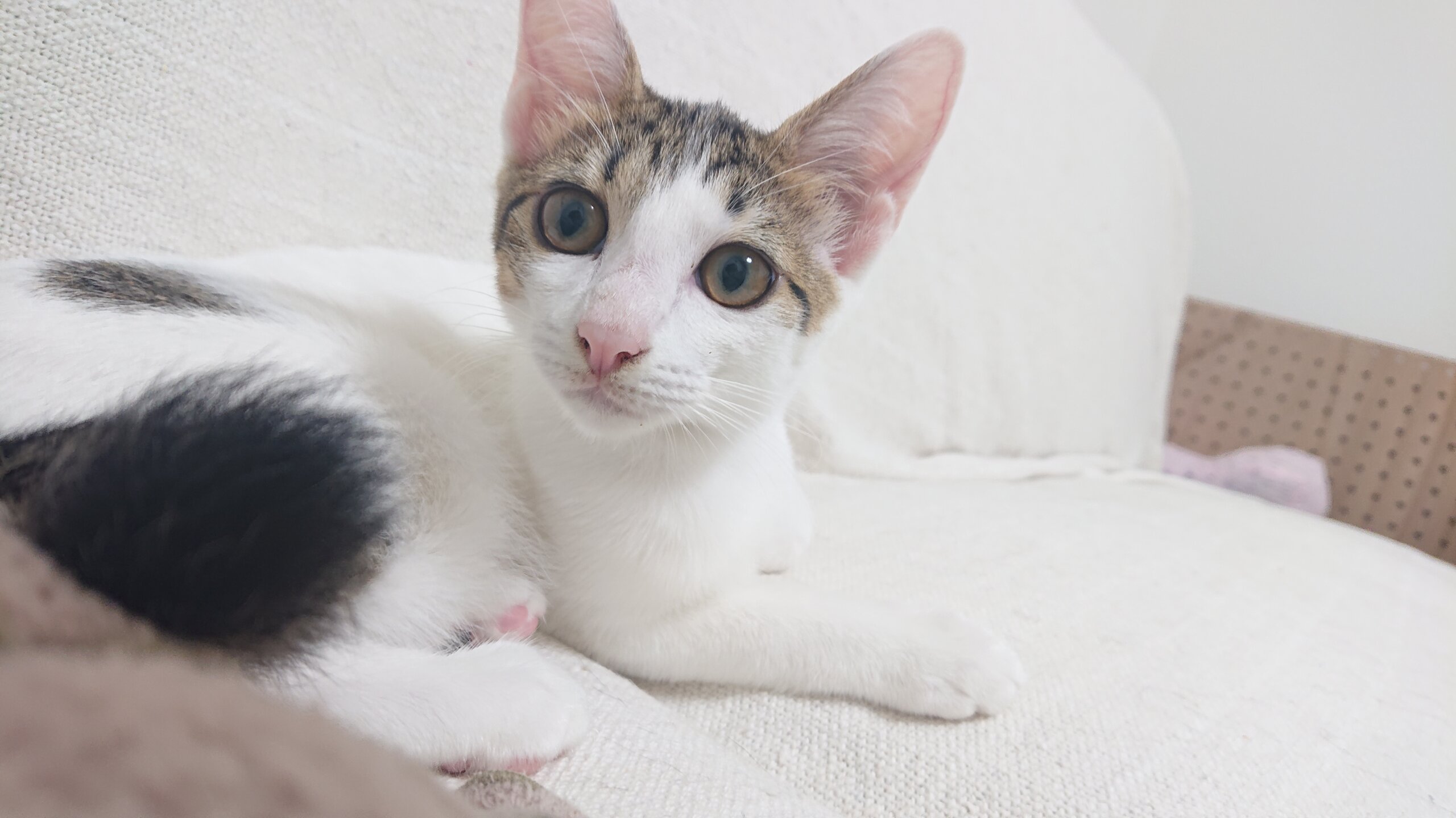 ※おうち決定※2021/04/03産まれの女の子