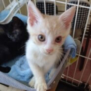 【保護猫】プリン推定2ヶ月♂茶白