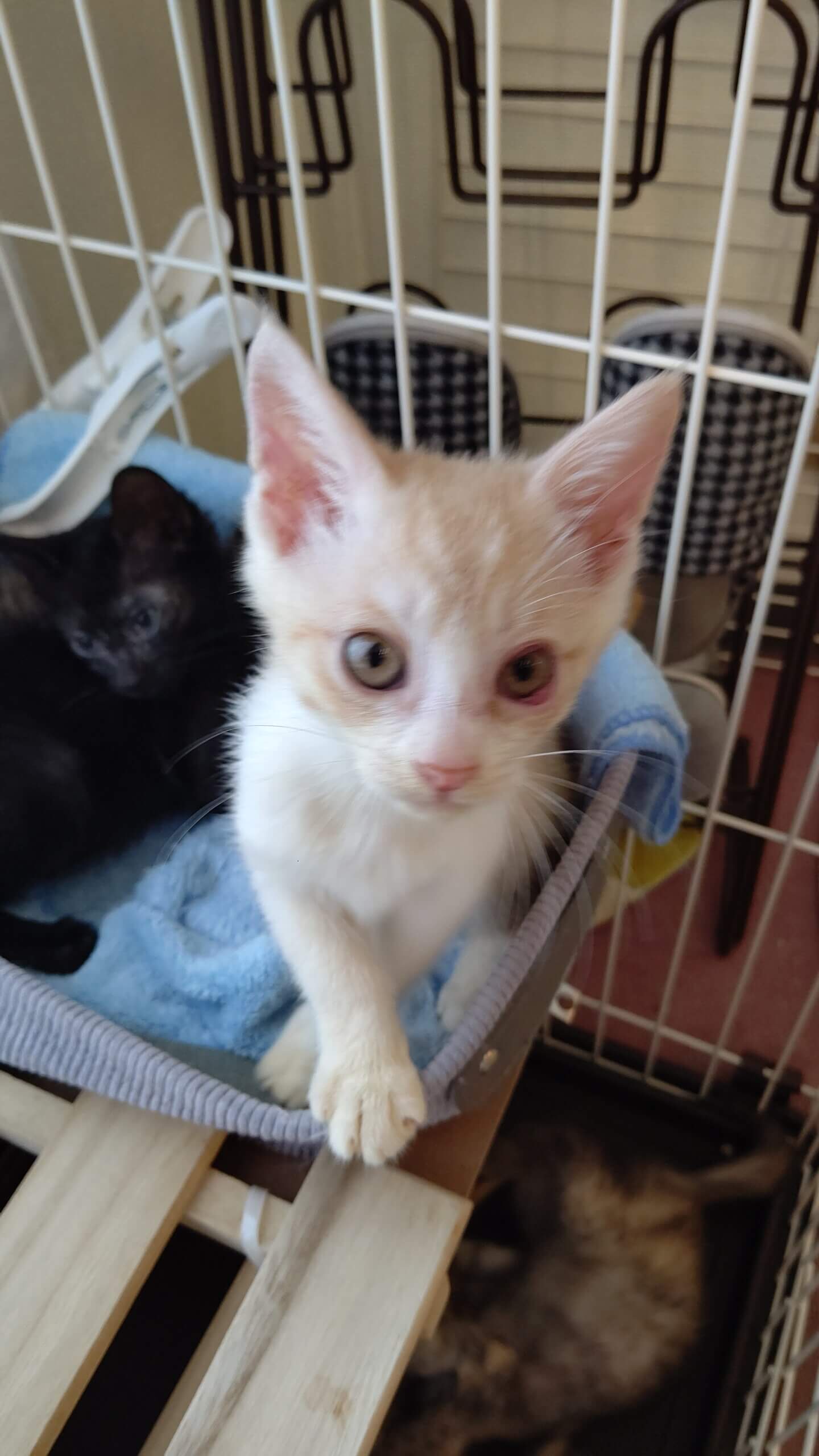 【保護猫】プリン推定2ヶ月♂茶白