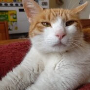 【保護猫】ちこ推定1歳♀茶白