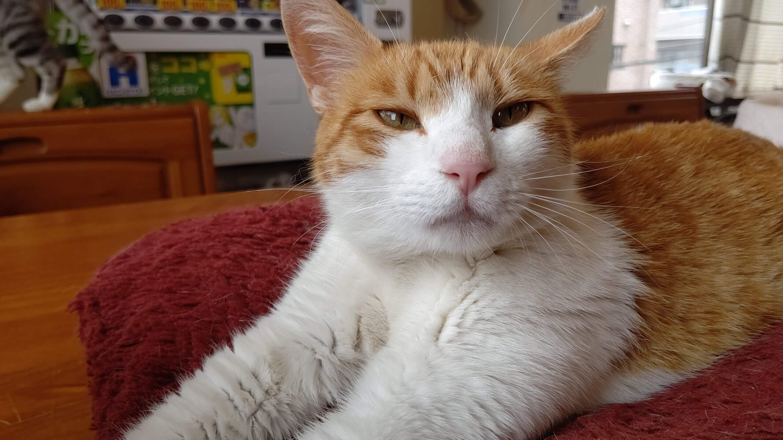 【保護猫】ちこ推定1歳♀茶白