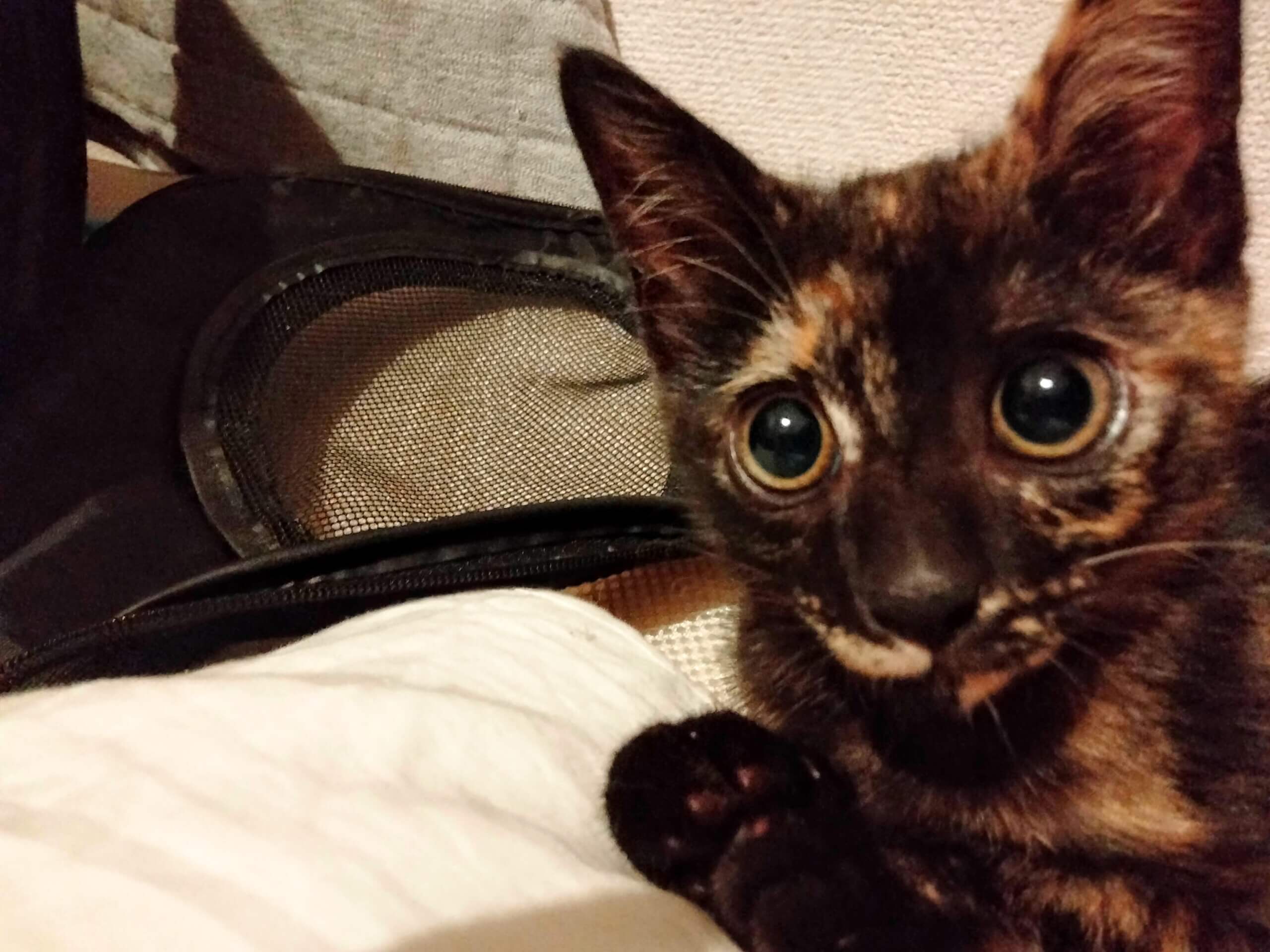 生後約2ヶ月、東淀川区からの募集のサビ猫です