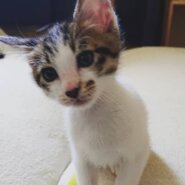 ※おうち決定※2021/04/03産まれの男の子