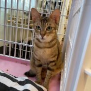 【保護猫】ちゃー推定1歳♀キジトラ