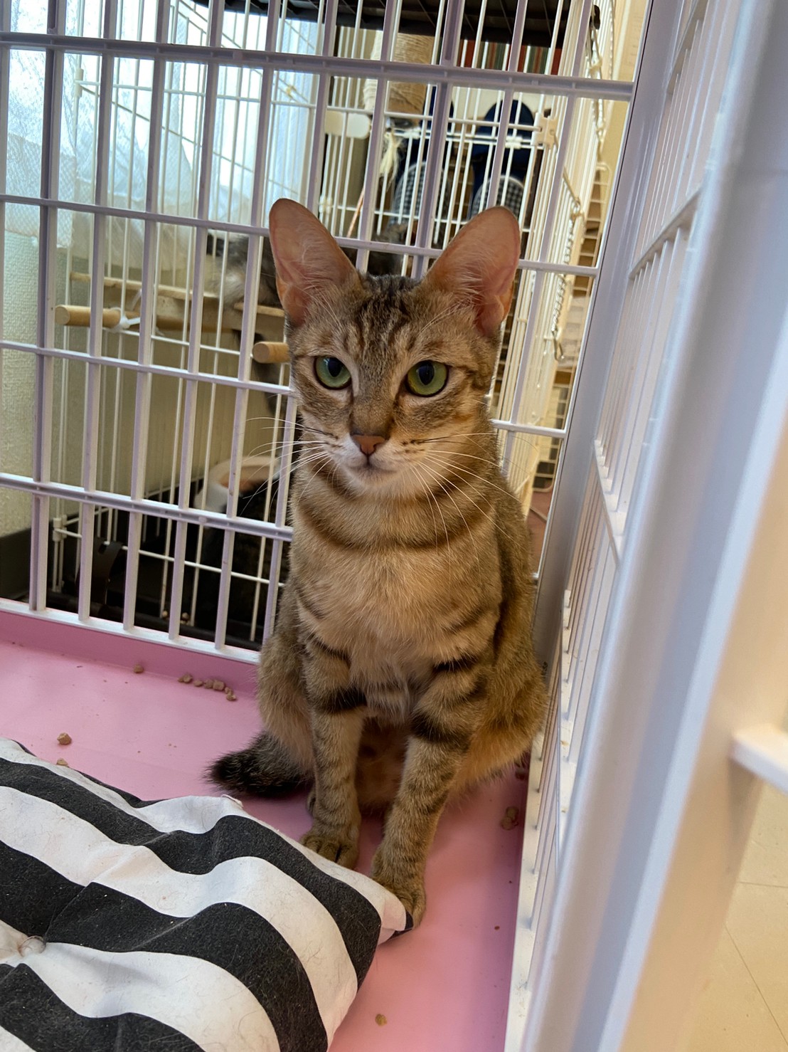 【保護猫】ちゃー推定1歳♀キジトラ