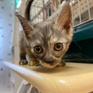 【保護猫】シナモン推定5ヶ月♀グレーサビ