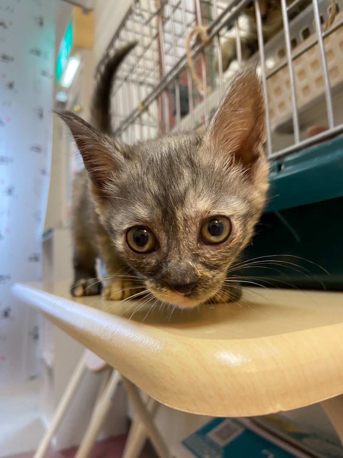 【保護猫】シナモン推定5ヶ月♀グレーサビ